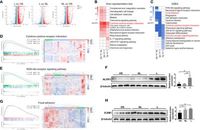 RNA-Seq Identifies Marked Th17 Cell Activation and Altered CFTR Expression in Different Atopic Dermatitis Subtypes in Chinese Han Populations